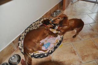 NADIM jamniki Kollapsar